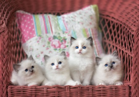 Рэгдолл котята маленькие