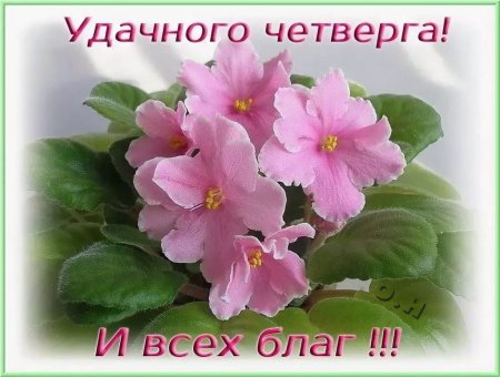 Открытки с добрым утром четверга