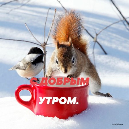 Доброе зимнее утро