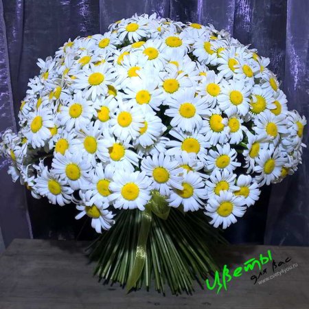 Большие букеты ромашек