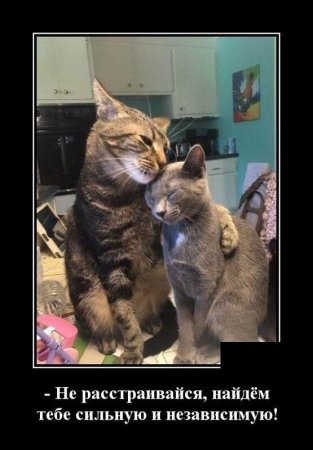 Не расстраивайся котик