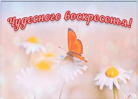 Чудесного воскресенья и отличного настроения