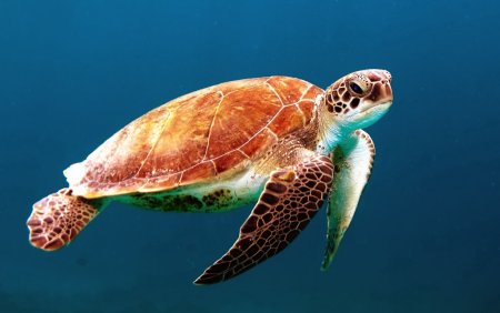 Морская черепаха бисса