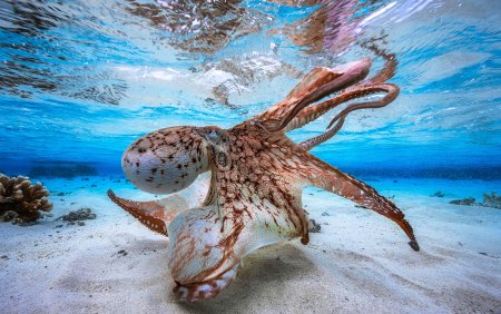 Морские животные