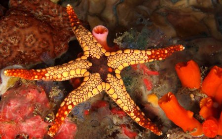 Сдвоенная морская звезда (Iconaster longimanus)