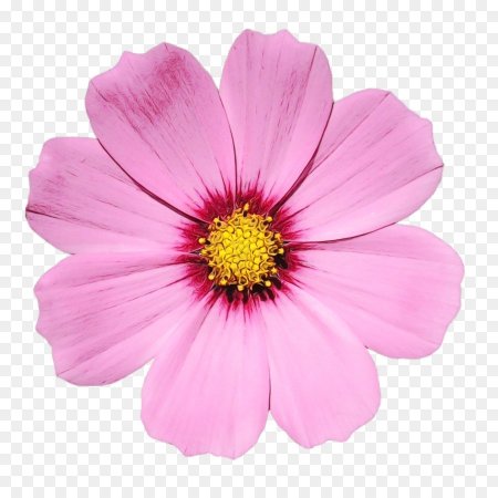 Цветочки на белом фоне