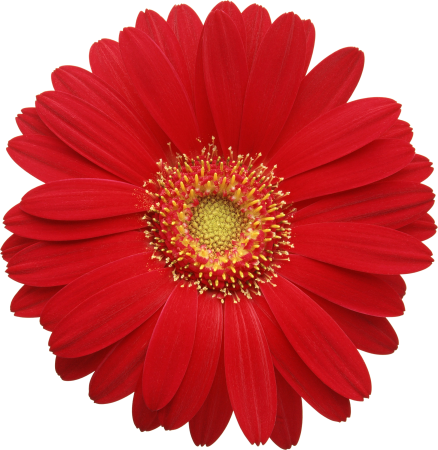 Гербера трансваальская Маргаритка