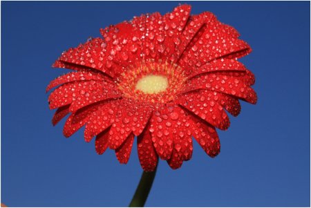 Красный цветок