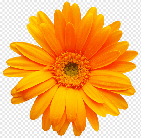 Гербера Дейзи