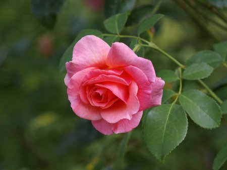 Windflower роза