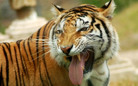Green Tiger (зелёный тигр, США) 2