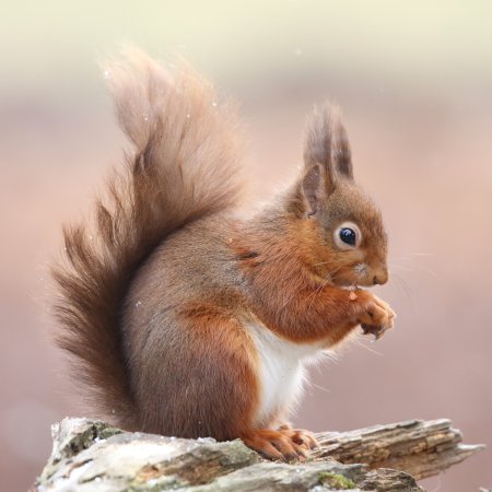 Белка с орехом