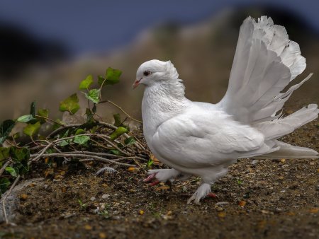 Белые чубатые голуби