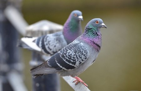 Мадейрский голубь