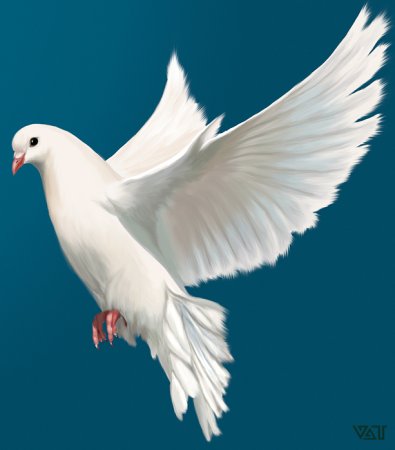 Белый голубь