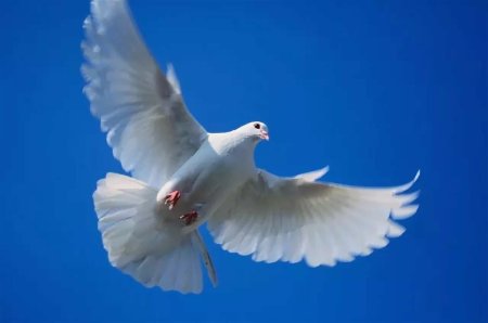 Голубь в полете
