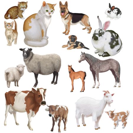 Домашние животные для детей