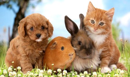 Домашние животные вместе