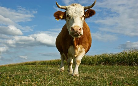 Домашние животные корова