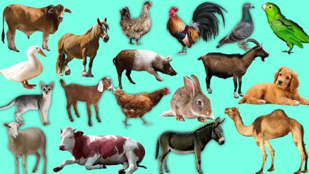 Домашние животные