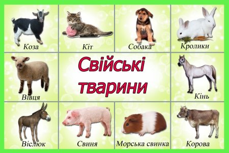 Дикие и домашние животные