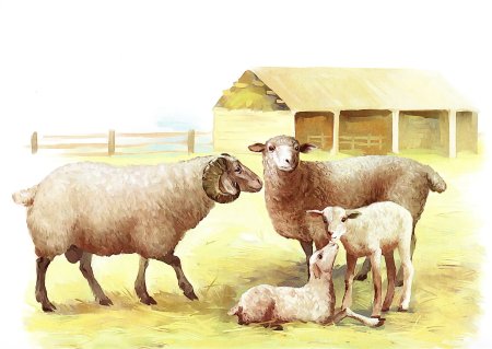 Баран овца ягненок