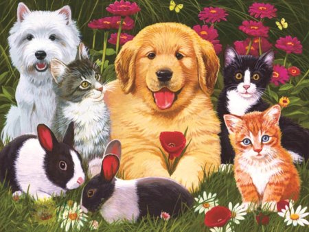 Разные домашние животные