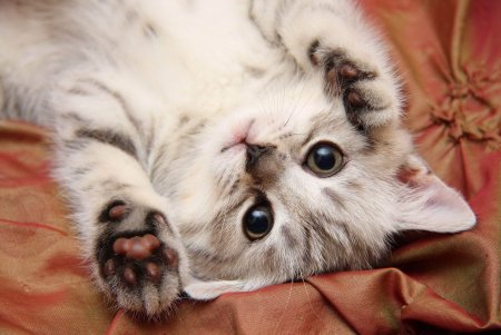 Милый котенок