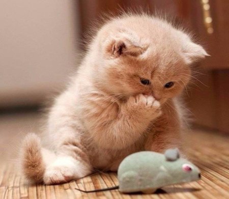 Милый котенок