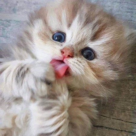 Милые котики