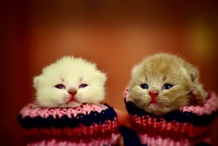 Супер милые котята