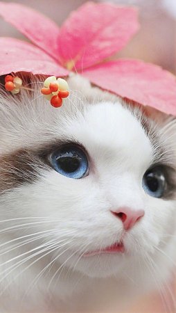 Красивые кошечки