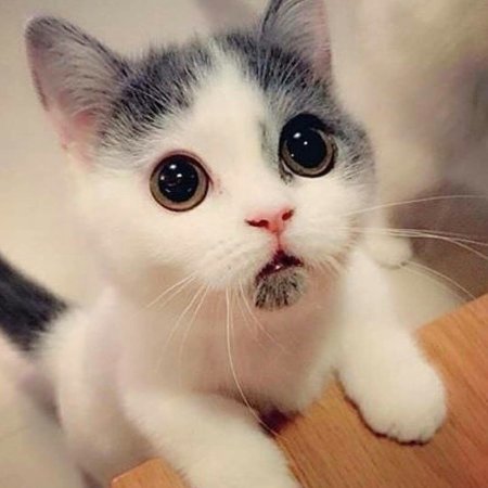 Милая кошка