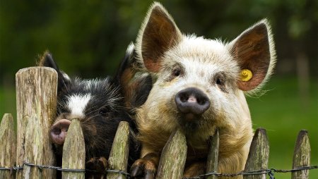 Mini Pig Wallpaper