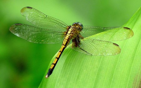 Стрекоза Austrophlebia costalis