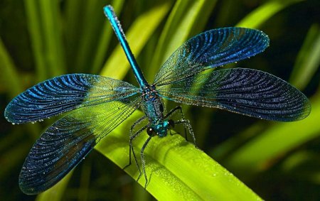 Красотка блестящая (Calopteryx splendens)