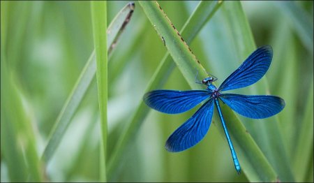 Стрекоза Calopteryx Virgo