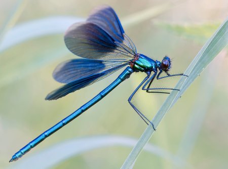 Стрекоза Calopteryx splendens