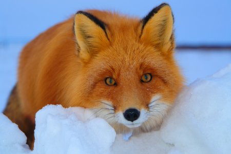 Лисичка Патрикеевна Полярная