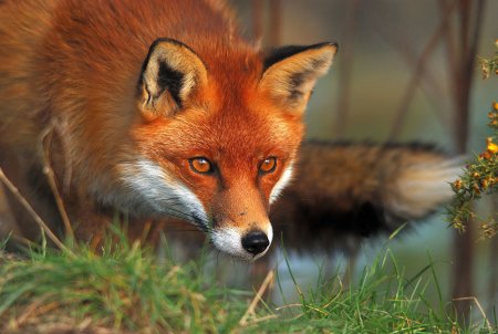 Ред Фокс (Red Fox)