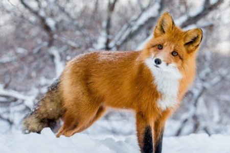 Лиса окрас огнёвка Вятская