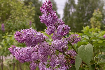 Сирень Шереметьев