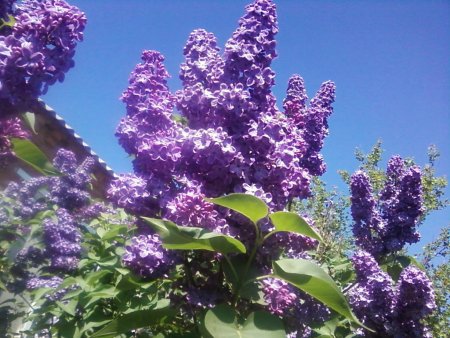 Сирень Воронежское небо