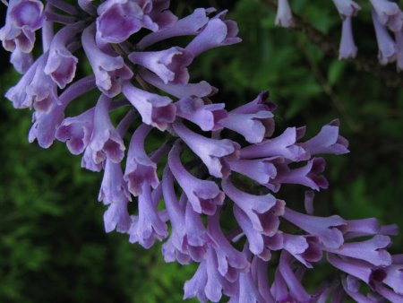 Гонстон сиреноголовый