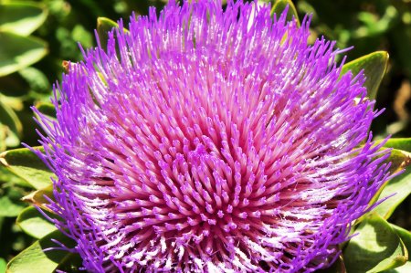 Thistle Purple Ford