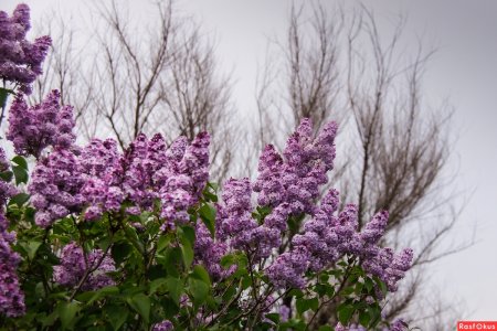 Алтайская сирень
