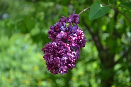 Кора сирени