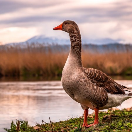 Гусь гуменник и белолобый