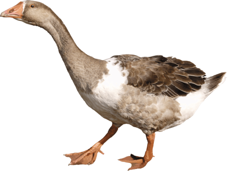 Гусь карточка для детей