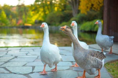 Красивый Гусь